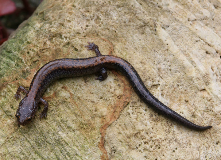 Redback Salamander